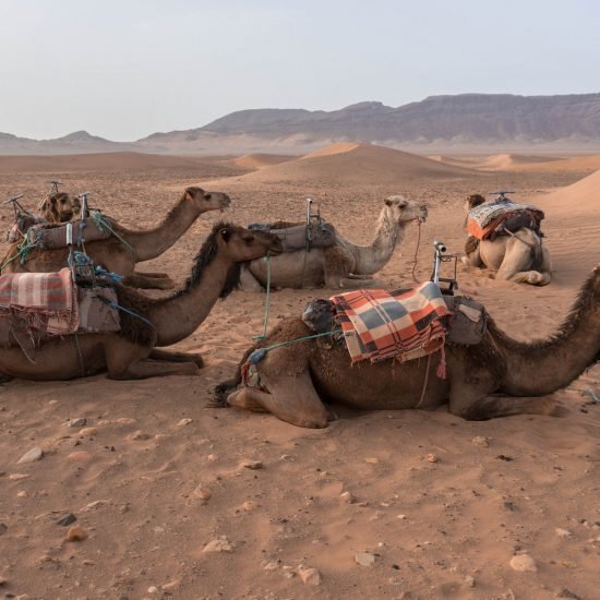 2 days sahara tour (13)