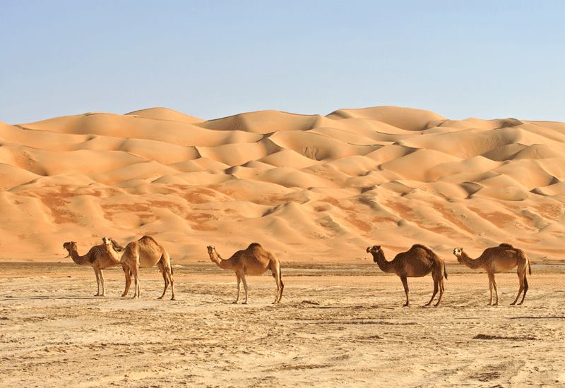 sahara trek